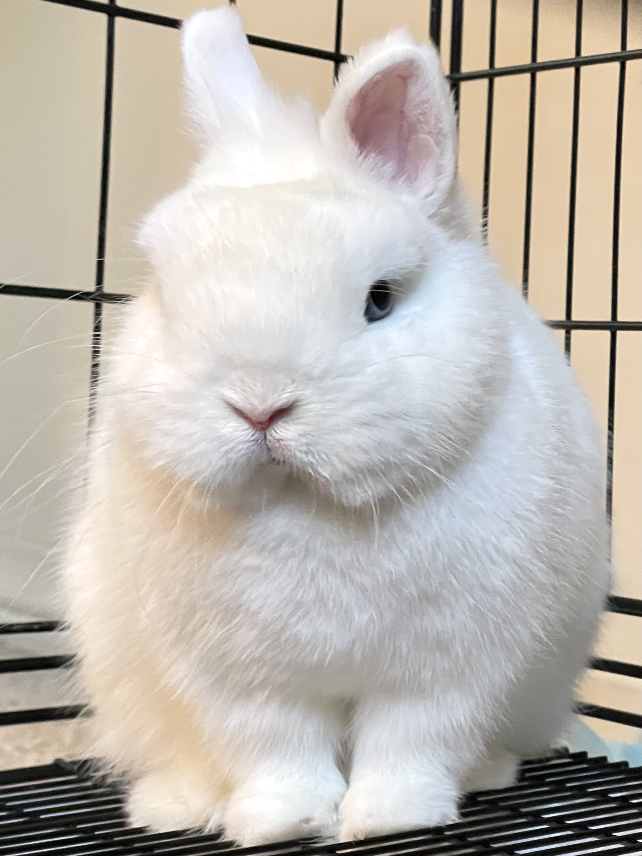 netherland dwarf rabbit for sale california