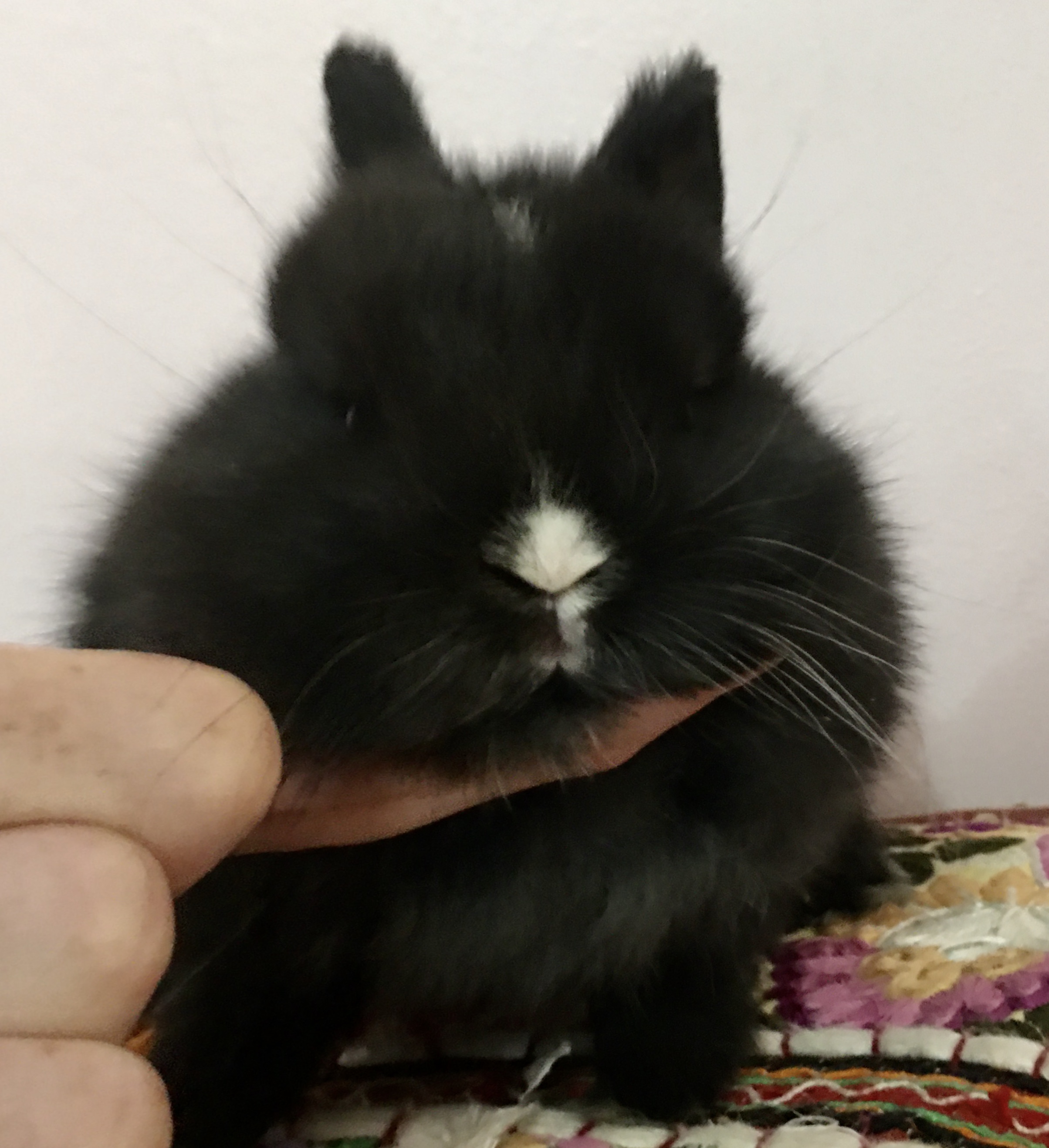 Down the Rabbit Hole Netherland Dwarf Rabbits - California