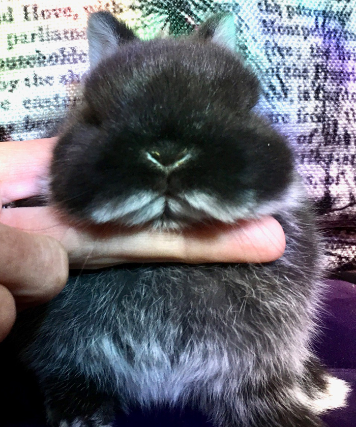 netherland dwarf rabbit for sale california